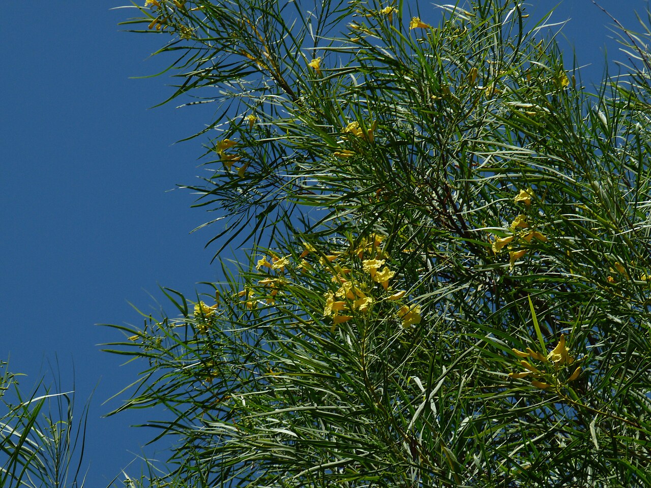 Astianthus viminalis: Astianthus viminalis in Michoacán, Mexico.