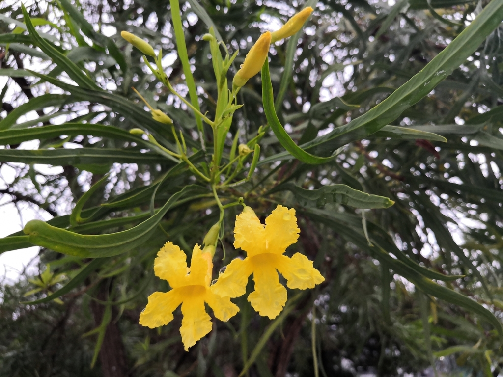 Astianthus viminalis (Astianthus viminalis)