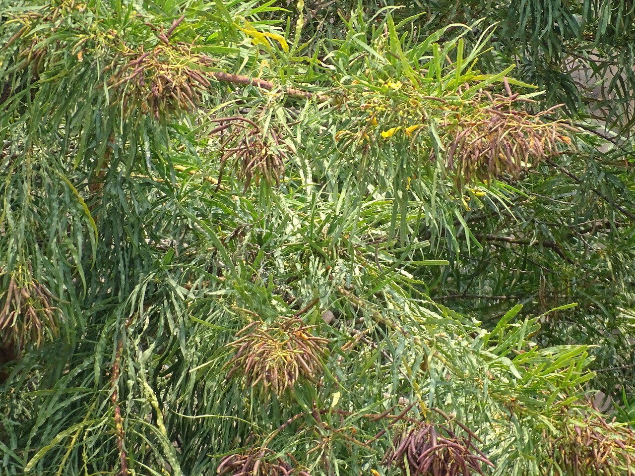 Astianthus viminalis: Astianthus viminalis in Mexico
