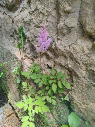 Astilbe chinensis (Astilbe chinensis)