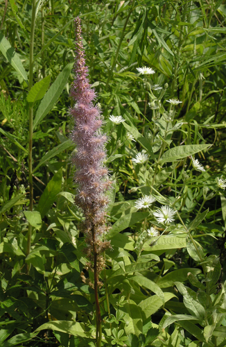 Astilbe chinensis (Astilbe chinensis)