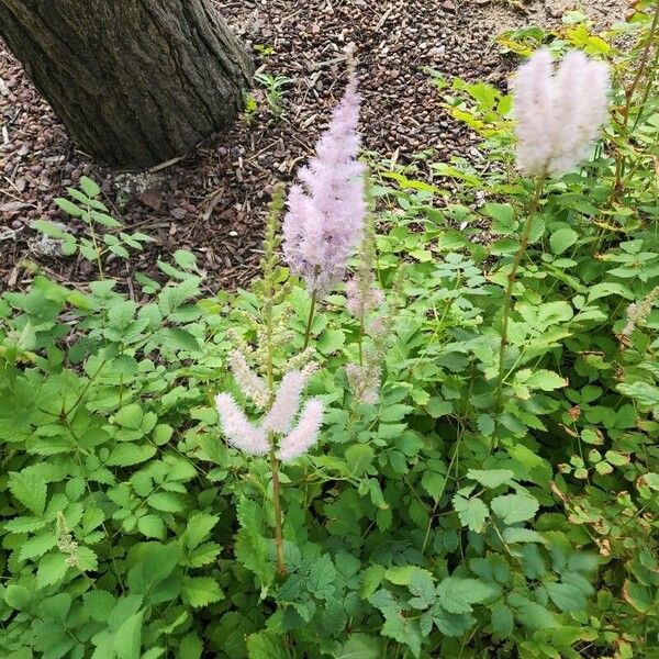 Astilbe chinensis (Astilbe chinensis)