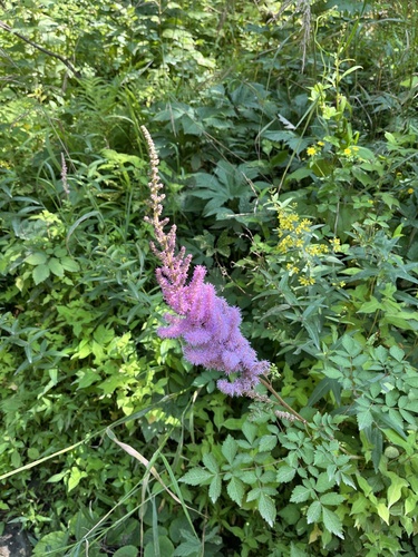 Astilbe chinensis (Astilbe chinensis)
