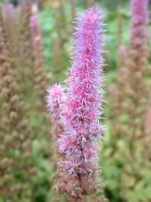 Astilbe chinensis: Astilbe chinensis 'Pumila', Botanical Garden in Poznań