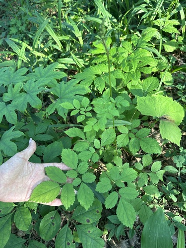 Astilbe chinensis (Astilbe chinensis)