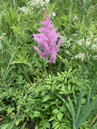 Astilbe chinensis (Astilbe chinensis)