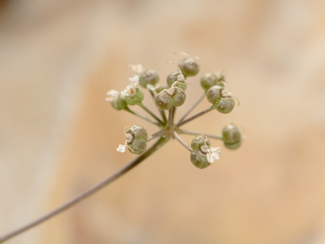 Astomaea seselifolia: Astomaea seselifolia (A.DC.) Rauschert, Northern Negev, Israel, April 24, 2013.