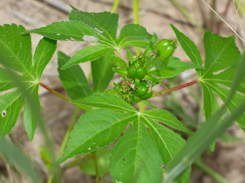 Lobed croton (Astraea lobata)