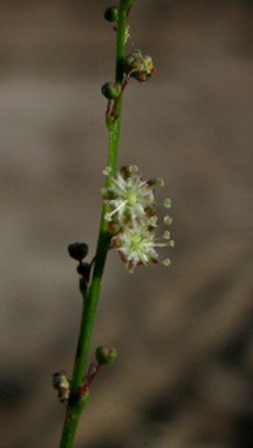 Lobed croton: Astraea lobata (L.) Klotzsch