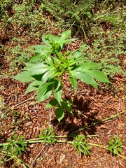 Lobed croton (Astraea lobata)