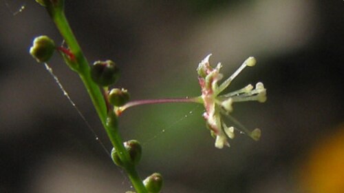 Lobed croton: Astraea lobata (L.) Klotzsch