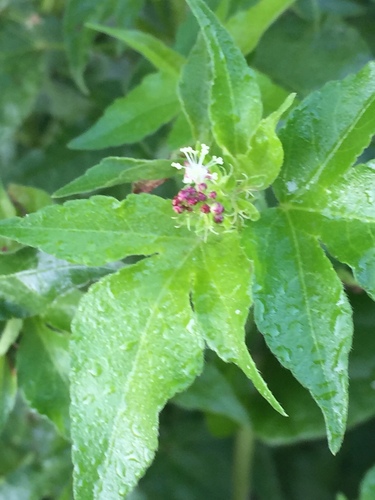 Lobed croton (Astraea lobata)