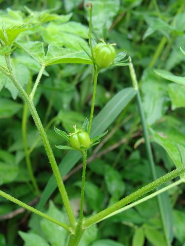 Lobed croton (Astraea lobata)