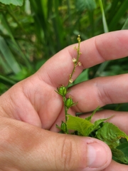 Lobed croton (Astraea lobata)