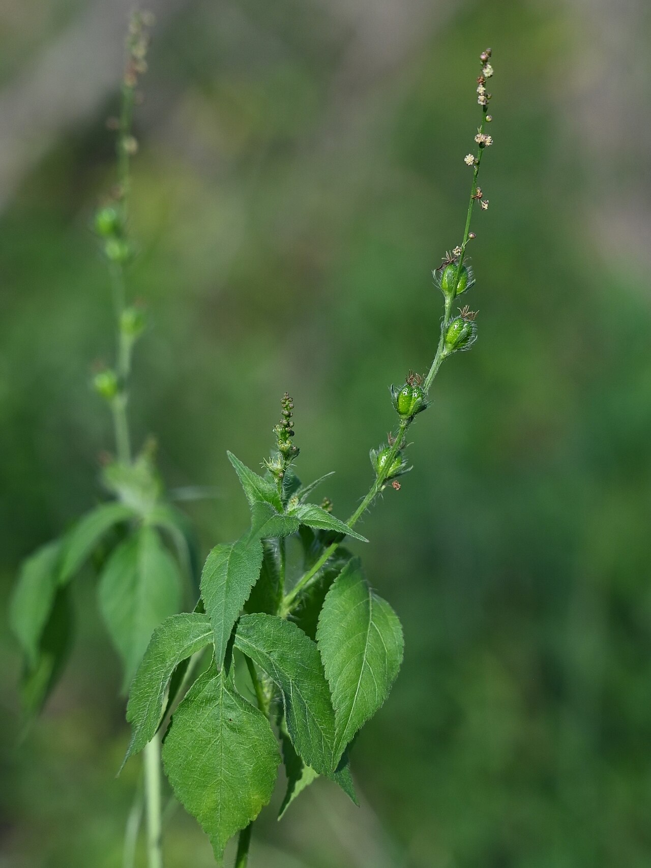 Astraea surinamensis: Astraea surinamensis N from Saint-Louis, N Grande-Terre on Guadeloupe