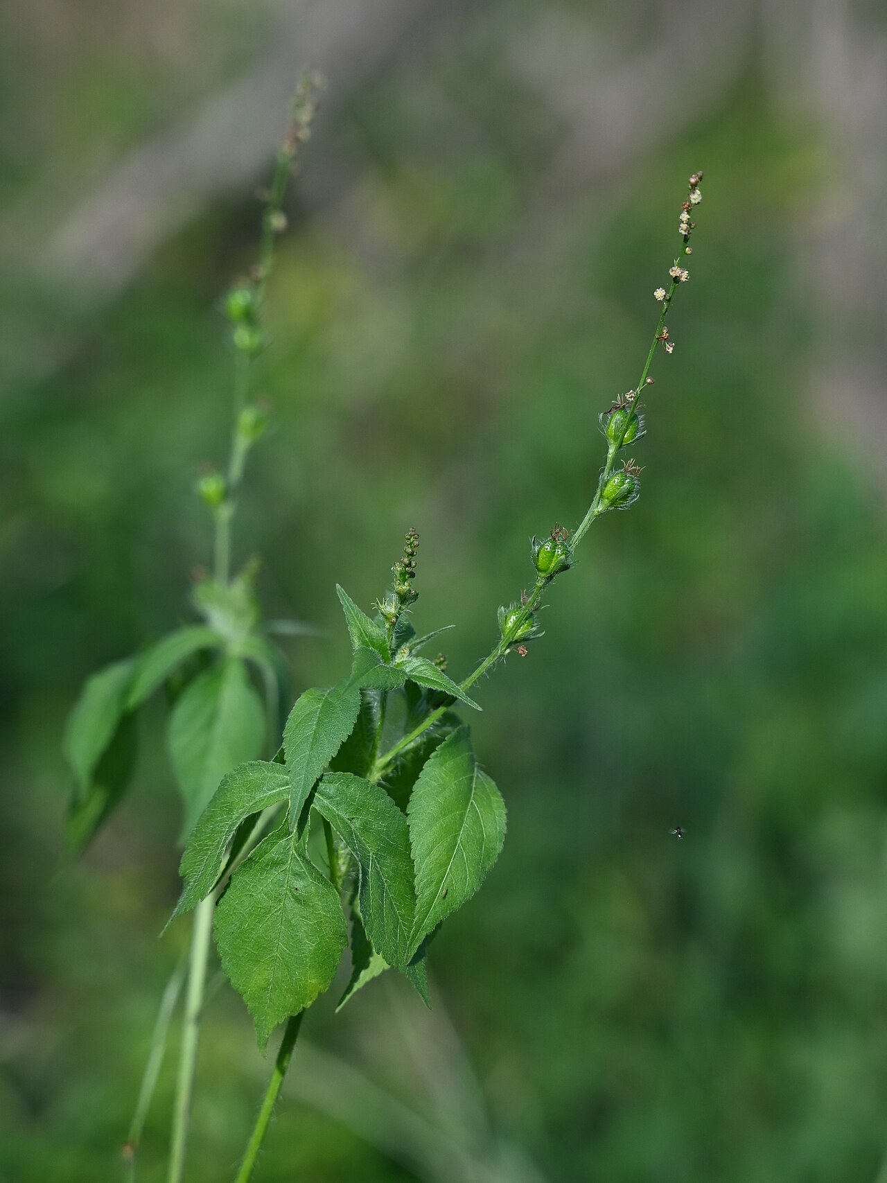Astraea surinamensis: Astraea surinamensis N from Saint-Louis, N Grande-Terre on Guadeloupe
