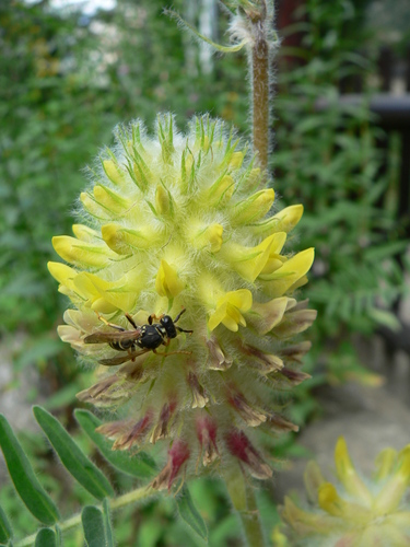 Astragalus alopecurus (Astragalus alopecurus)