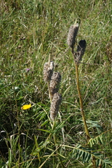 Astragalus alopecurus (Astragalus alopecurus)