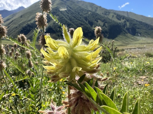 Astragalus alopecurus (Astragalus alopecurus)