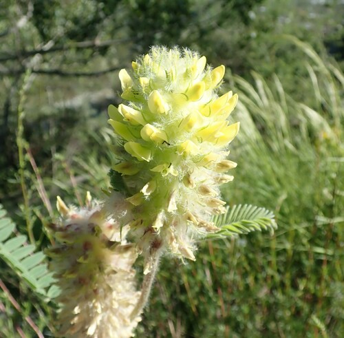 Astragalus alopecurus (Astragalus alopecurus)