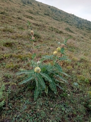 Astragalus alopecurus (Astragalus alopecurus)