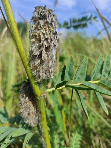 Astragalus alopecurus (Astragalus alopecurus)