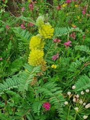 Astragalus alopecurus (Astragalus alopecurus)