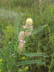 Astragalus alopecurus (Astragalus alopecurus)