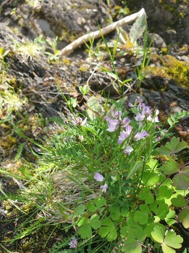 Alpine milkvetch (Astragalus alpinus)