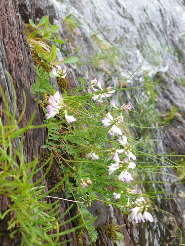 Alpine milkvetch (Astragalus alpinus)