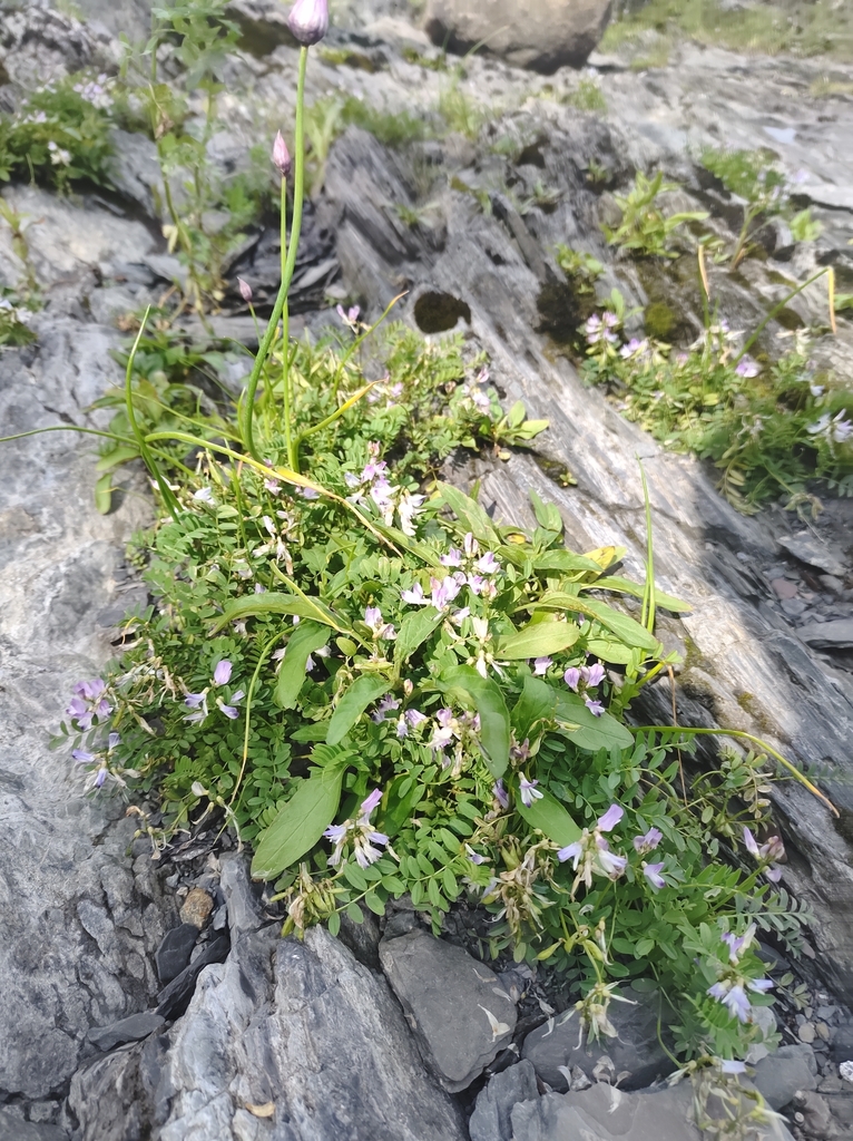 Alpine milkvetch (Astragalus alpinus)
