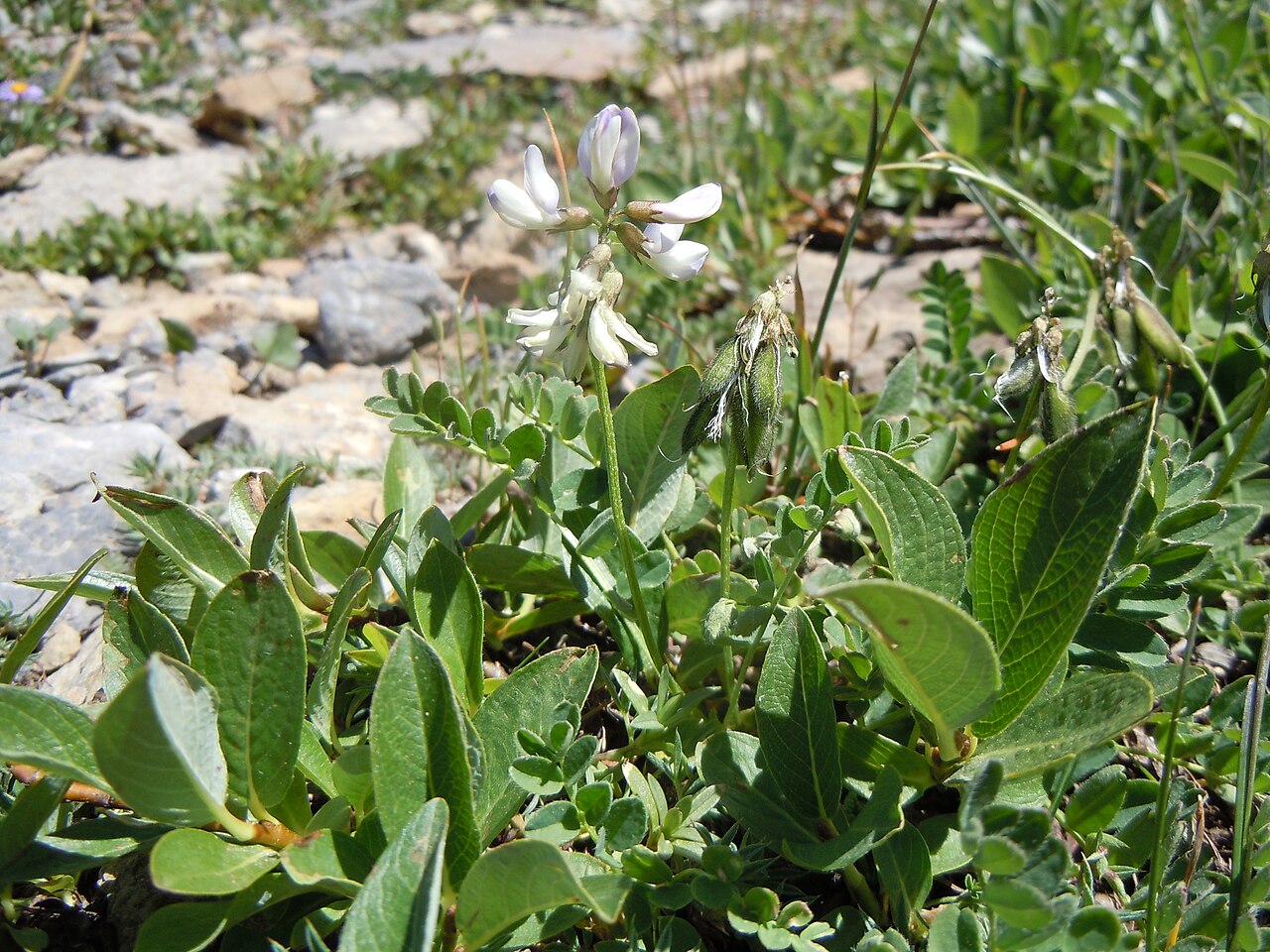 Alpine milkvetch: Astragalus alpinus seems to be restricted in alpine settings to where vegetation cover is relatively dense, as if on or near a seep.