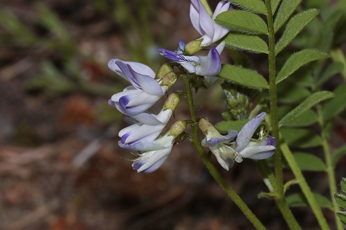Alpine milkvetch (Astragalus alpinus)