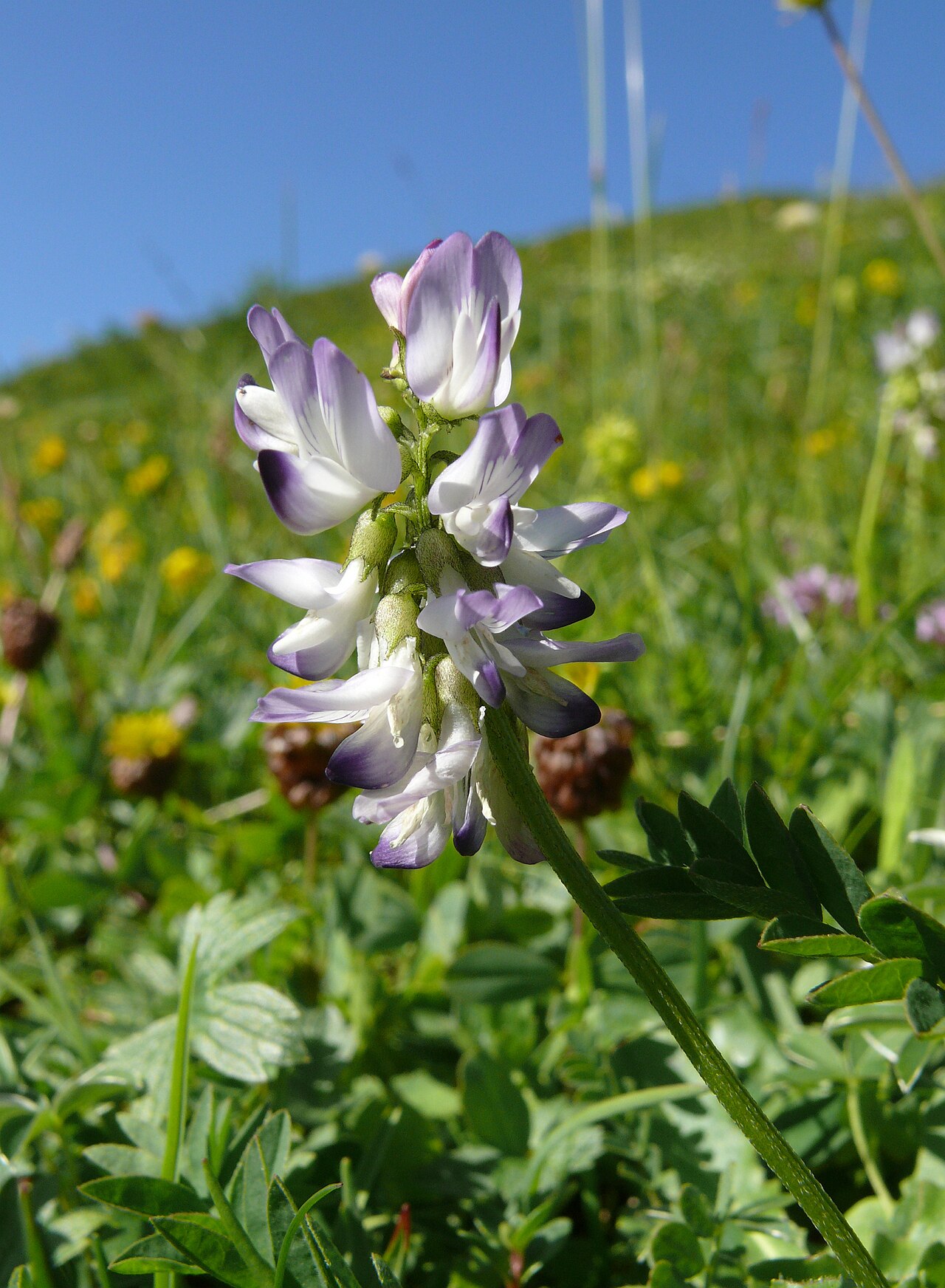 Alpine milkvetch: Astragalus alpinus , Allgäuer Alpen, Deutschland