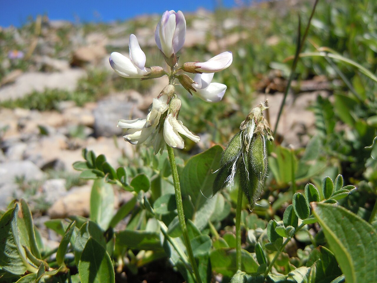 Alpine milkvetch: Astragalus alpinus seems to be restricted in alpine settings to where vegetation cover is relatively dense, as if on or near a seep.