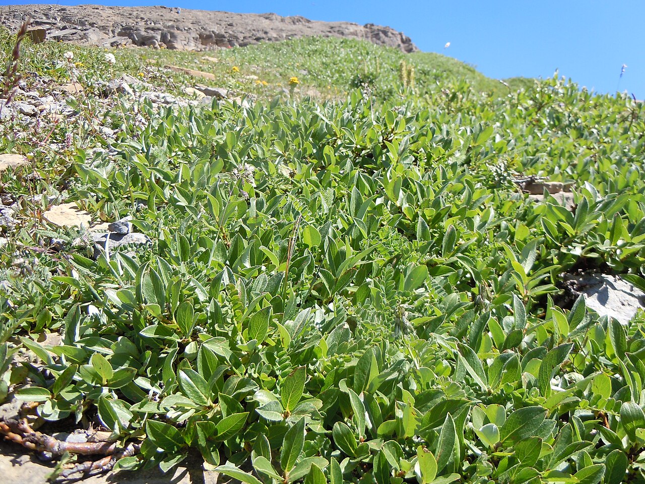 Alpine milkvetch: Astragalus alpinus seems to be restricted in alpine settings to where vegetation cover is relatively dense, as if on or near a seep.