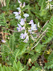 Alpine milkvetch (Astragalus alpinus)