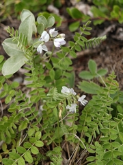 Alpine milkvetch (Astragalus alpinus)