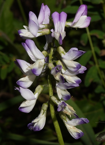 Alpine milkvetch (Astragalus alpinus)