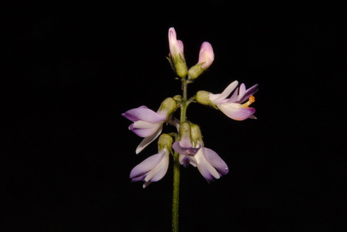 Alpine milkvetch (Astragalus alpinus)