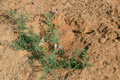 Arenarious milk-vetch (Astragalus arenarius)