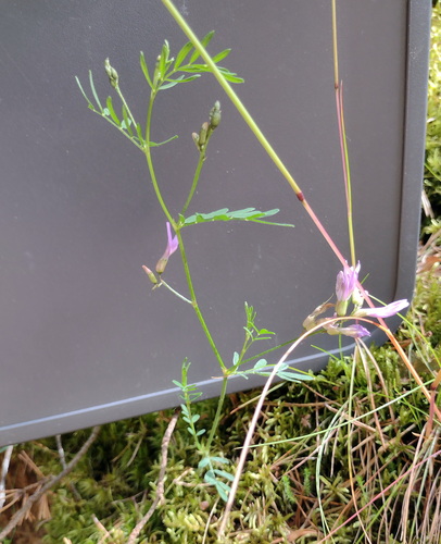 Arenarious milk-vetch (Astragalus arenarius)