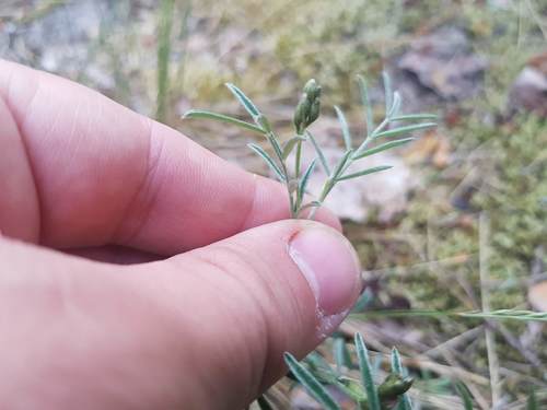 Arenarious milk-vetch (Astragalus arenarius)