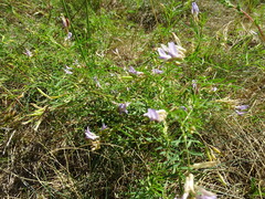 Arenarious milk-vetch (Astragalus arenarius)