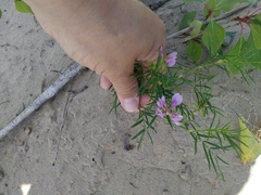 Arenarious milk-vetch (Astragalus arenarius)