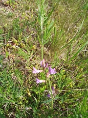 Arenarious milk-vetch (Astragalus arenarius)