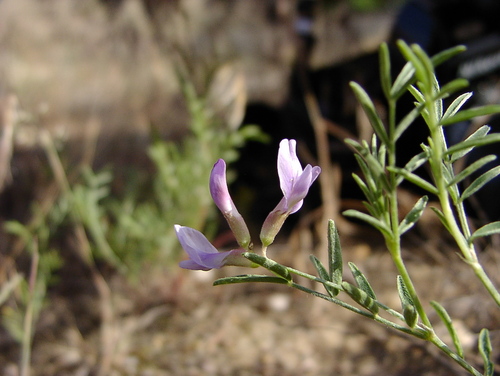 Arenarious milk-vetch (Astragalus arenarius)