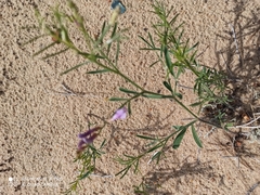 Arenarious milk-vetch (Astragalus arenarius)