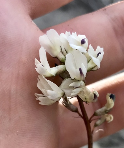Indian milkvetch (Astragalus australis)