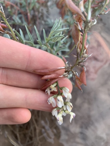 Indian milkvetch (Astragalus australis)